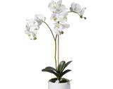 Orquídea (2 tallos)