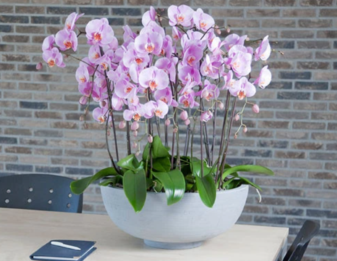 2 tallos Orquídeas artificiales de tallo largo de berenjena de 40 , ramo de  orquídeas de flores de seda, flores de boda -  México