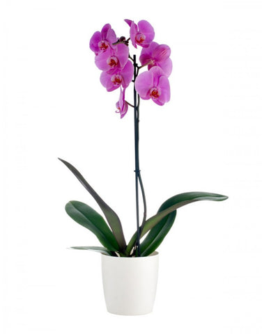 Orquídea (2 tallos)